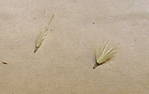 4346Samen_Korb_26_12_2012_a.jpg