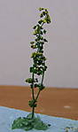 4346Verbascum_09_10_2013_a.jpg