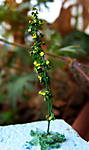 4346Verbascum_09_10_2013_b.jpg