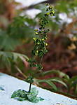 4346Verbascum_09_10_2013_c.jpg