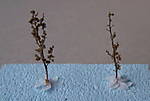 4346Verbascum_10_10_2013.jpg