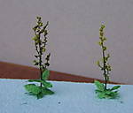 4346Verbascum_10_10_2013_a.jpg