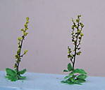 4346Verbascum_10_10_2013_b.jpg