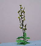 4346Verbascum_10_10_2013_c.jpg
