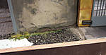5715IMG_5498b.jpg