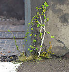 5715IMG_5502b.jpg