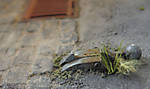 5715IMG_5515b.jpg