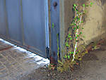 5715IMG_5516b.jpg