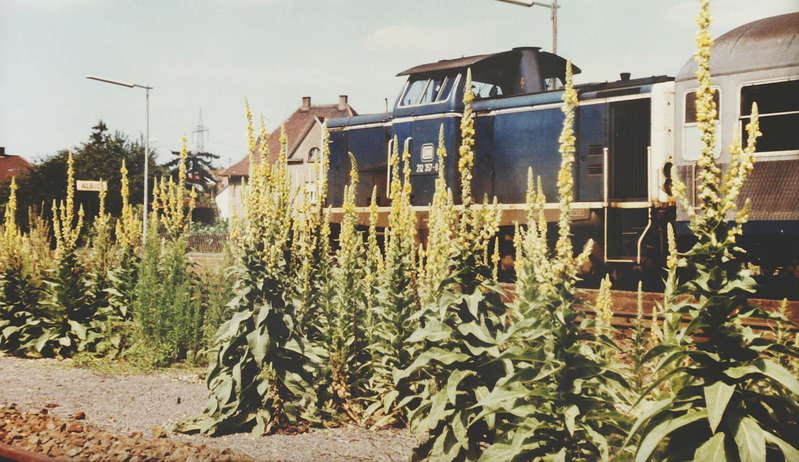 Verbascum 10.07.1990