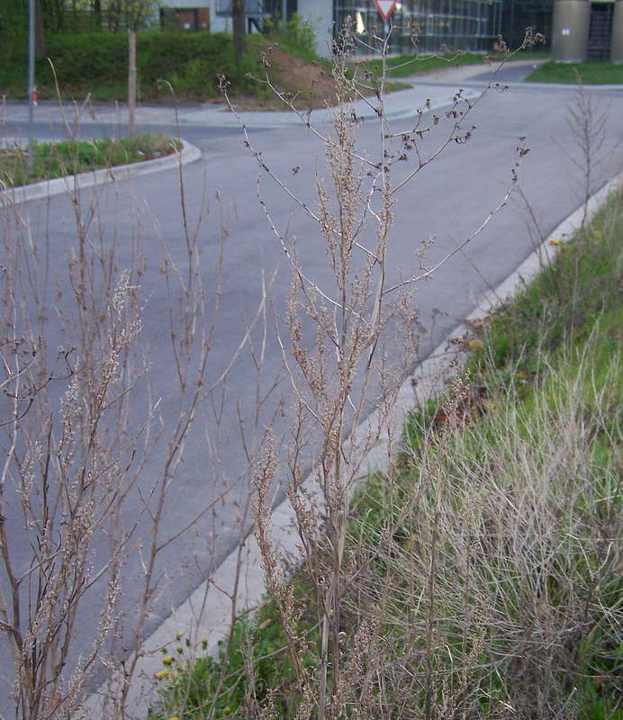 Wildpflanzen 25.04.2013