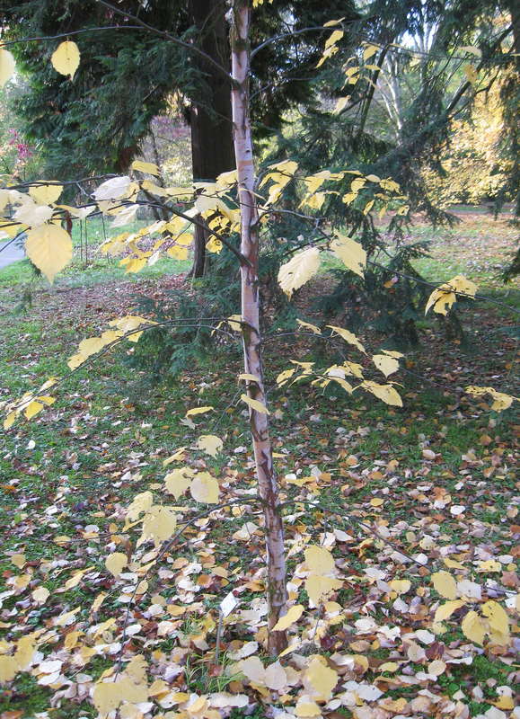 Birken 20.10.2015