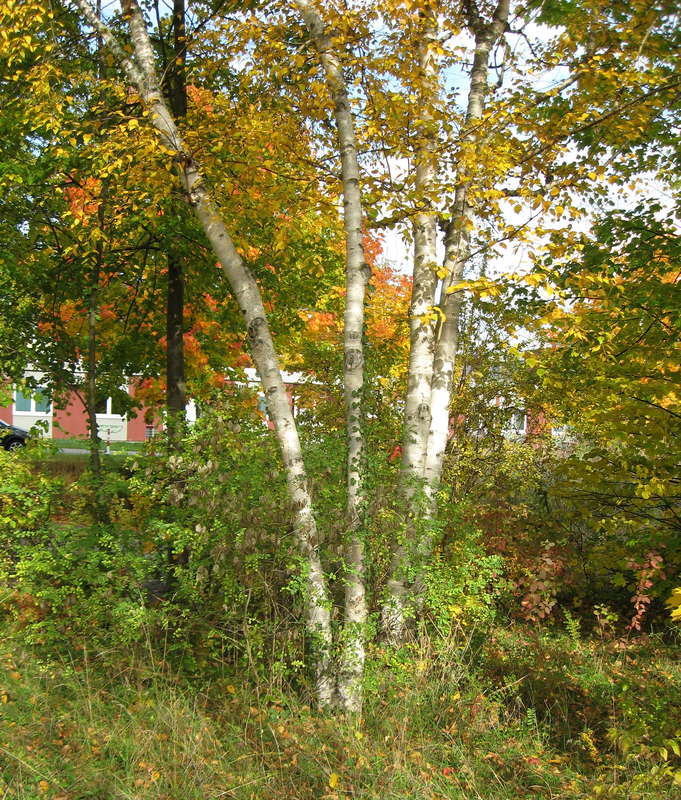 Birken 23.09.2015