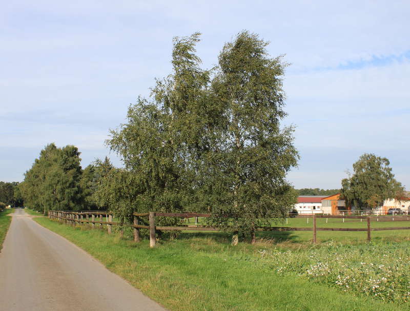 Birken 24.09.2015