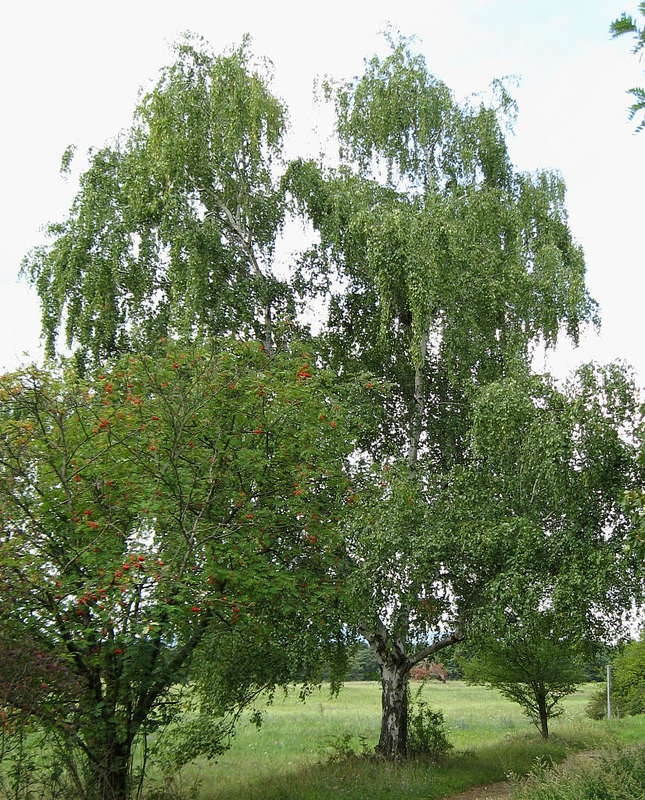 Birken 06.08.2011