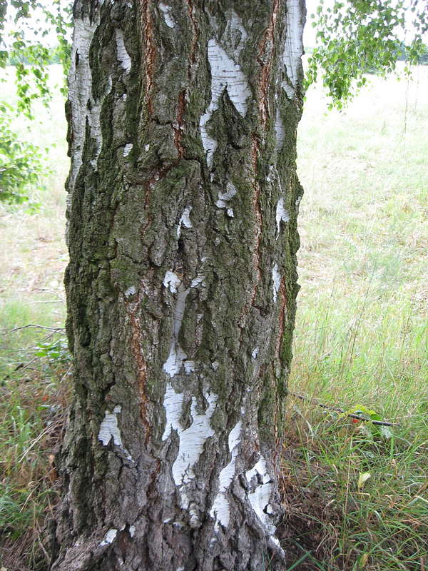 Birkenrinde 06.08.2011
