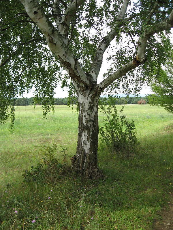Birkenstamm 06.08.2011
