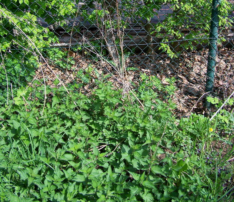 Brennnessel 28.04.2013