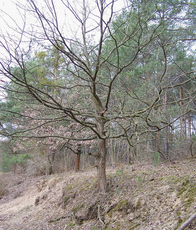 Eiche 07.04.2013