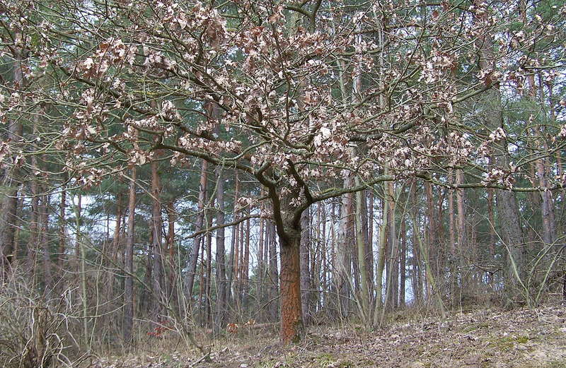 Eiche 07.04.2013