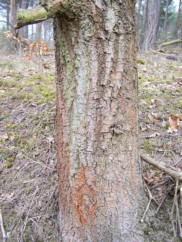 Eiche 07.04.2013