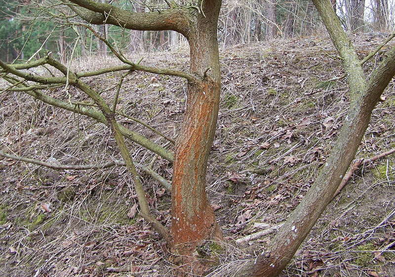 Eiche 07.04.2013