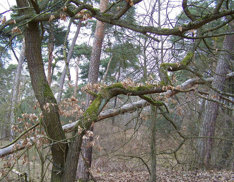 Eiche 07.04.2013