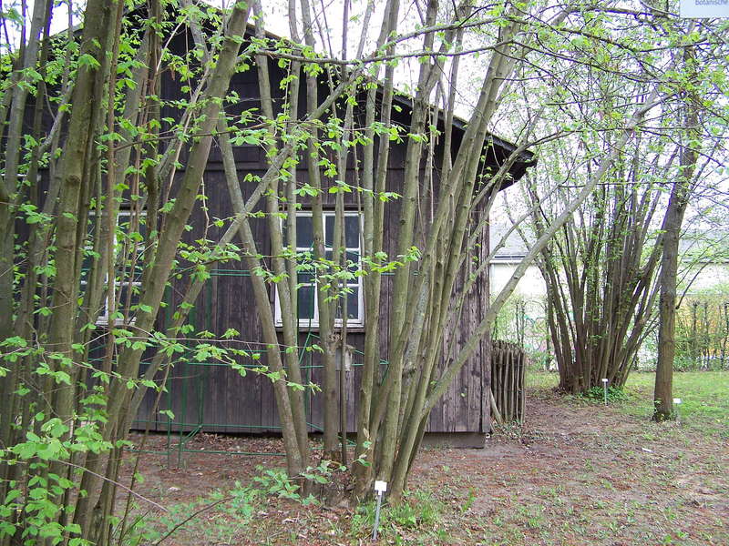 Haselnuss 23.04.2013