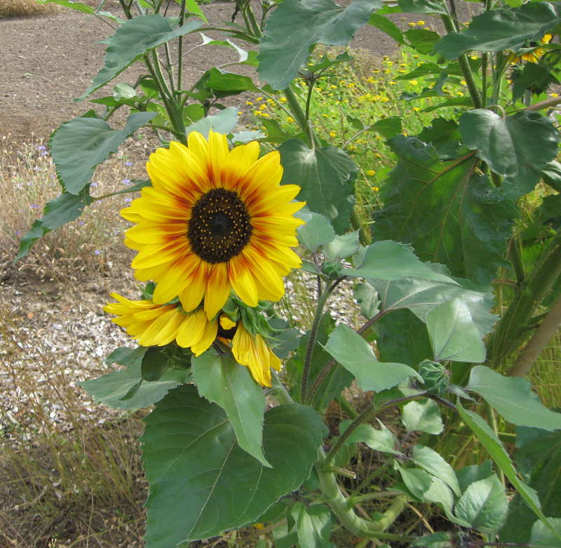 Sonnenblume 30.07.2015