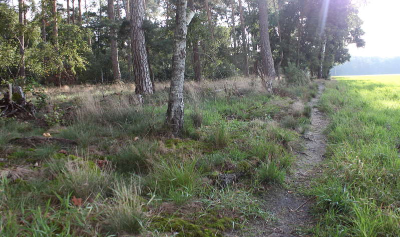 Waldboden 24.09.2015