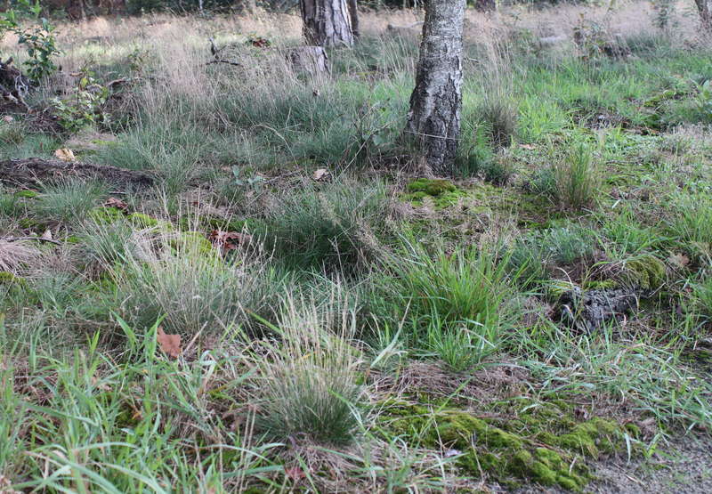 Waldboden 24.09.2015