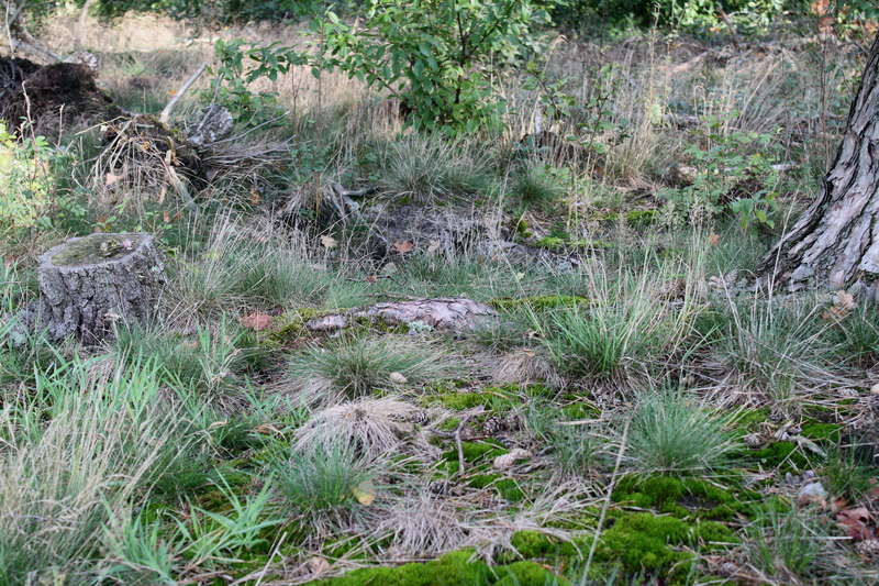 Waldboden 24.09.2015