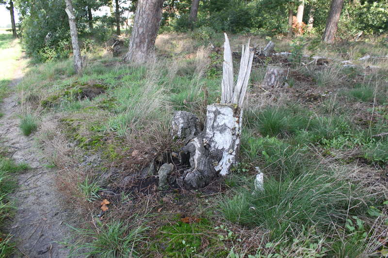 Waldboden 24.09.2015