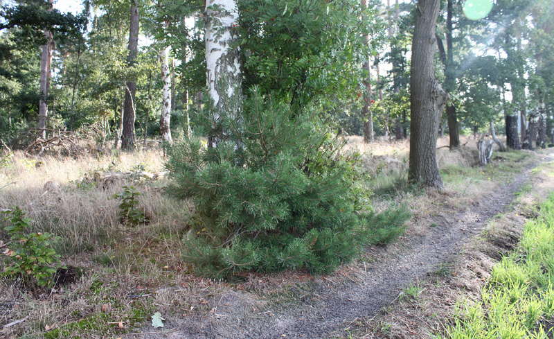 Waldboden 24.09.2015
