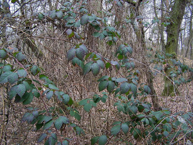 Brombeere 07.04.2013