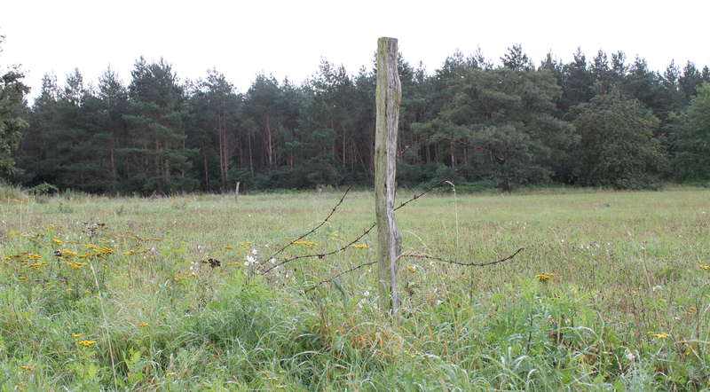 Wiese 20.09.2015