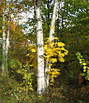4346Birke_23_10_2015.jpg