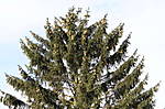 4346Fichte_24_09_2015.jpg