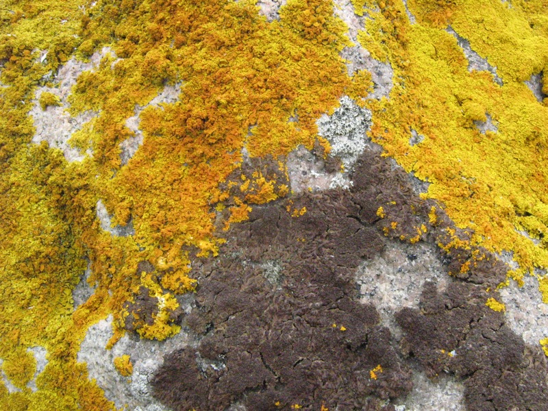 Nordland-Flora 13