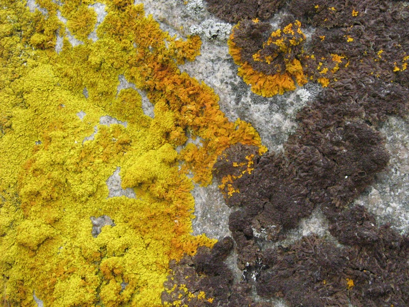 Nordland-Flora 14