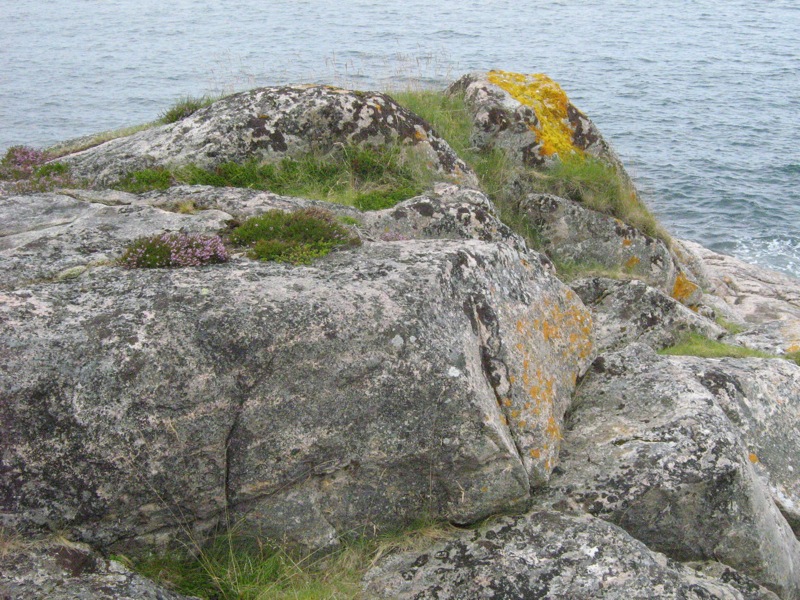 Nordland-Flora 16
