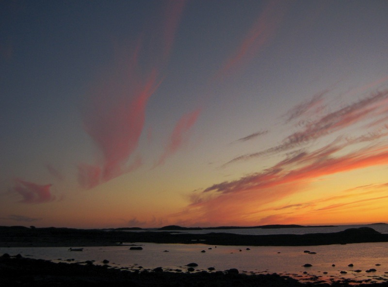 Nordland-Flora_30
