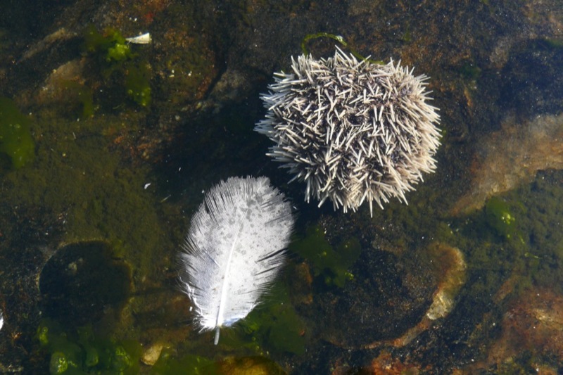 Nordland-Flora_22