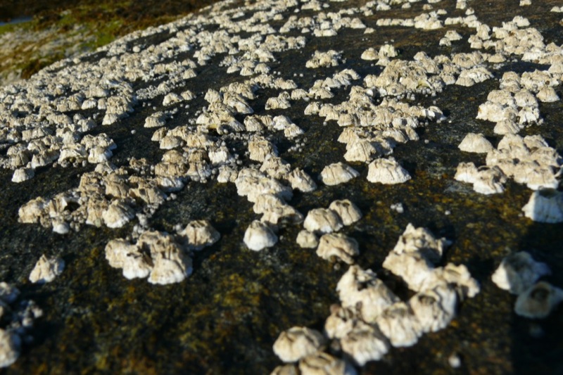 Nordland-Flora_24