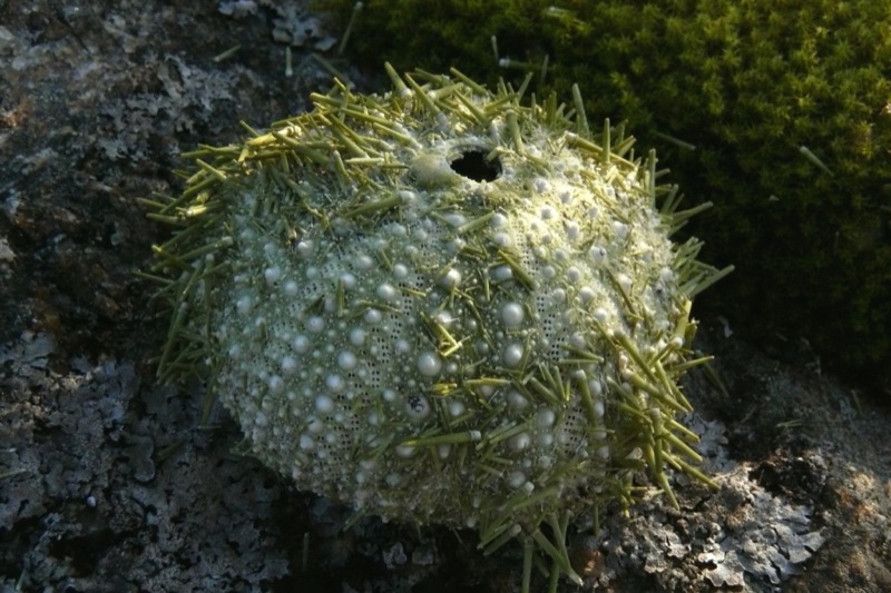Nordland-Flora_23