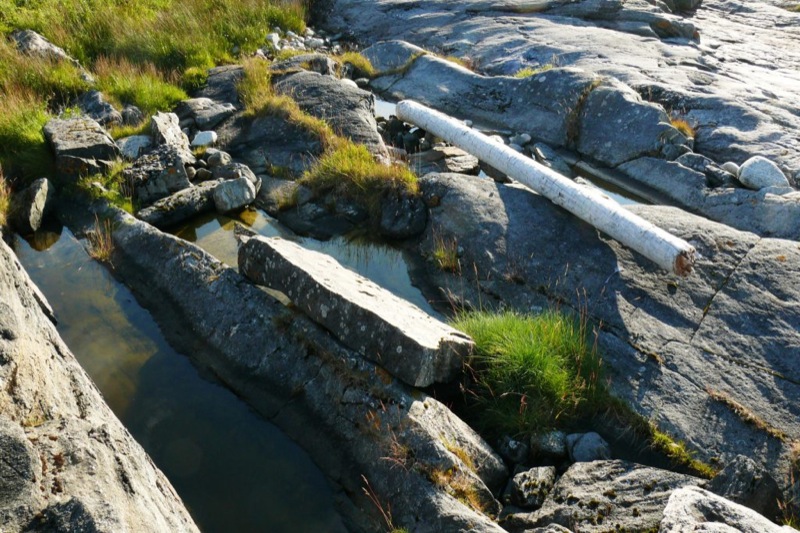 Nordland-Flora_25