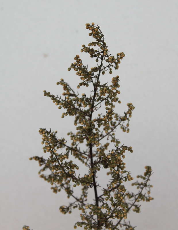 Artemisia 18.10.2014
