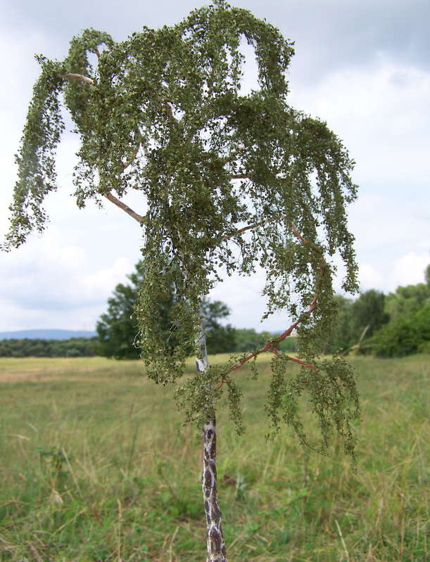 Birke 05.07.2013