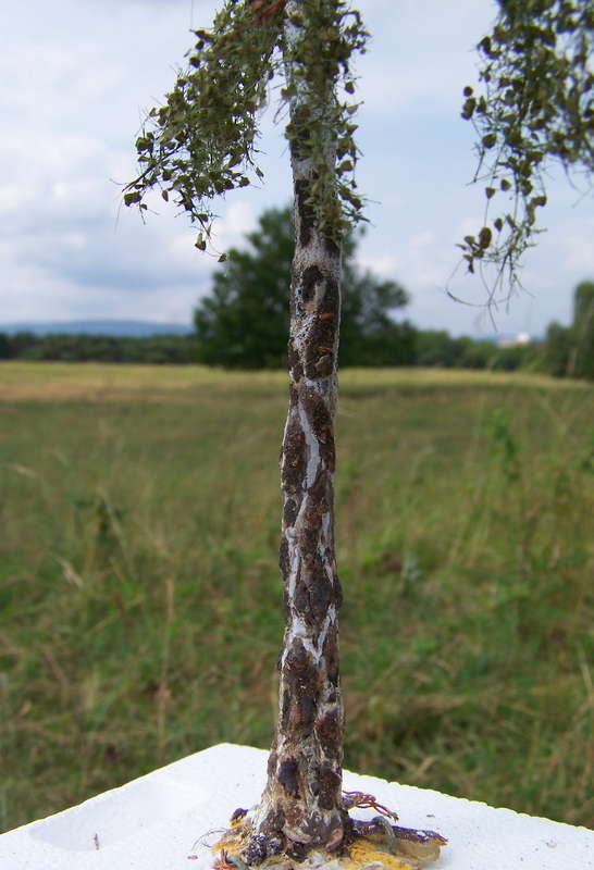 Birke 05.07.2013