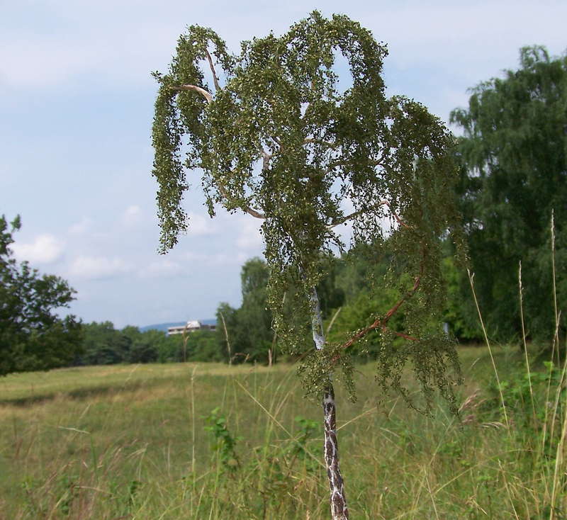 Birke 05.07.2013