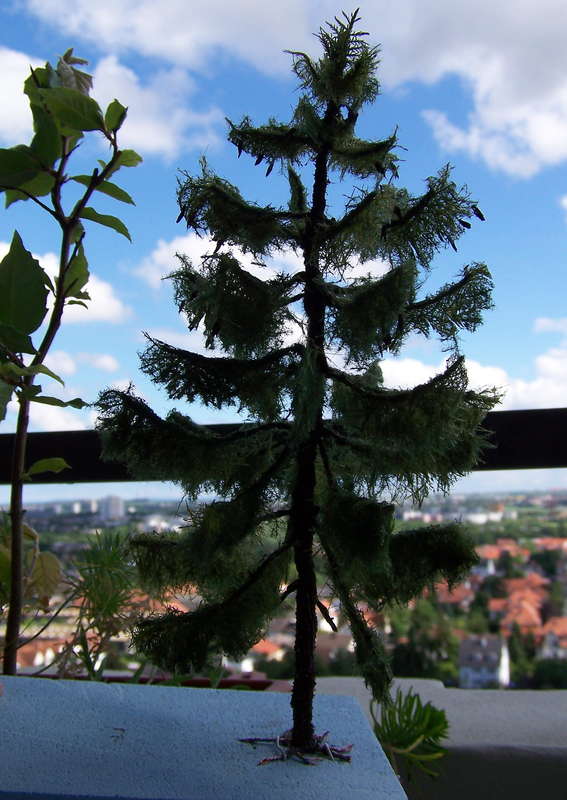 Fichte 21.06.2013